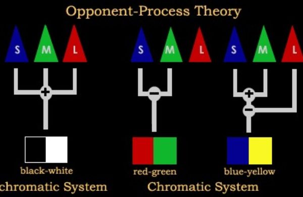 Opponent Process Theory Of Color Vision